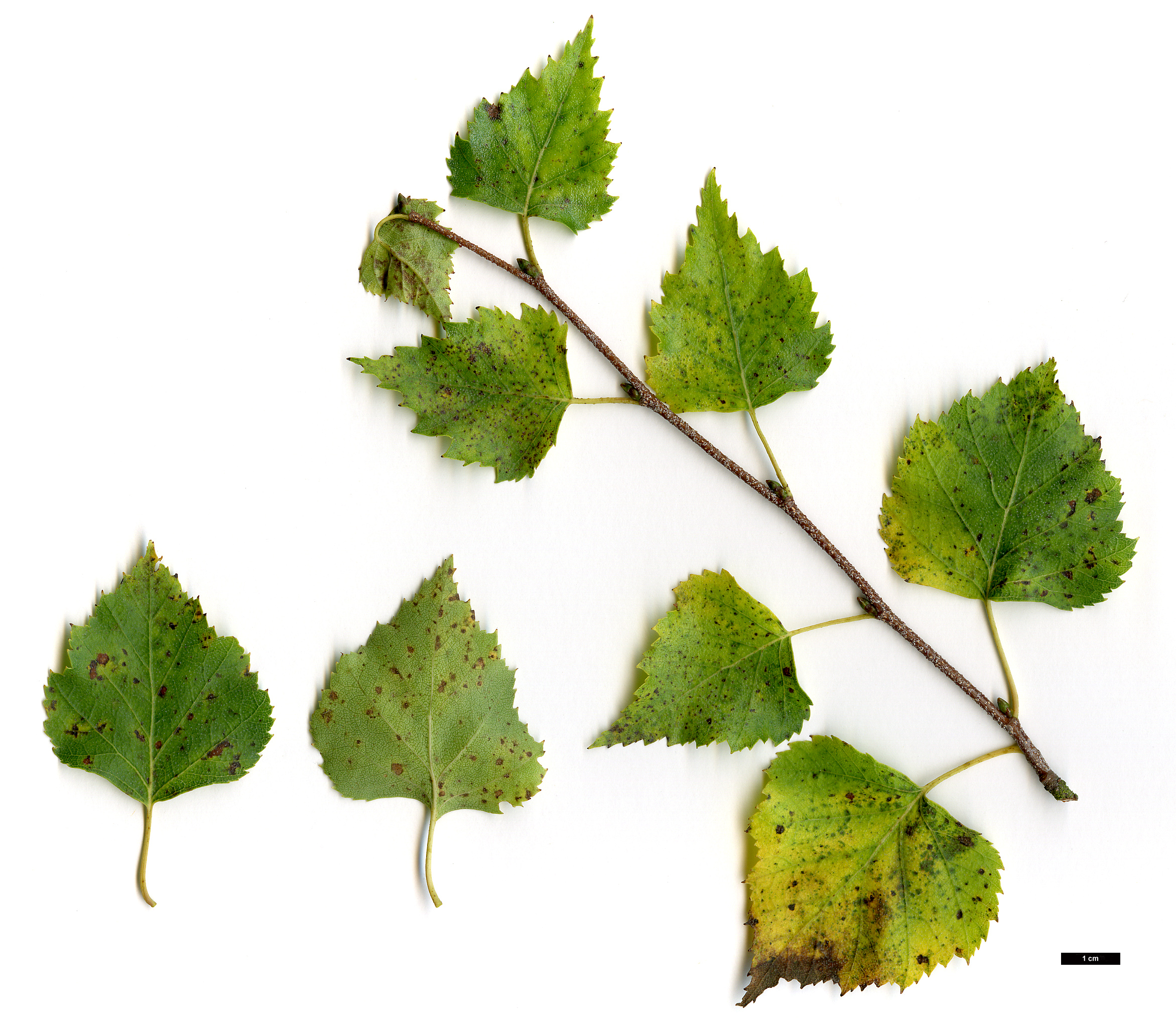 High resolution image: Family: Betulaceae - Genus: Betula - Taxon: pendula - SpeciesSub: subsp. pendula